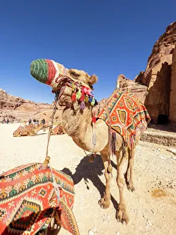 Saddle Prints: Camel on the Street of Facades