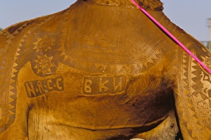Festivity Prints: Detail of camel tattoos