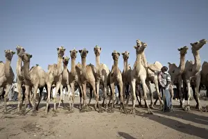 Camel traders at the early morning livestock market in Hargeisa