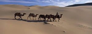 Waste Land Prints: Camel train