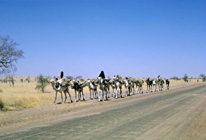 Western Africa Prints: Camel train approaching Agades, Niger, Africa