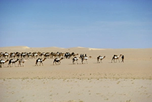 Seasoning Prints: Camel train carrying salt, Taoudenni, Timbuktoo, Mali, Africa