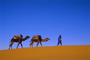 Camel train through desert