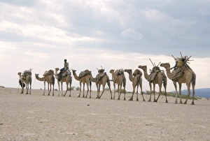 Camel train led by Afar nomad in very hot and dry desert, Danakil Depression