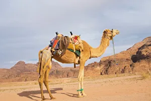 Attractive Prints: Camel in Wadi Rum, Jordan, Middle East