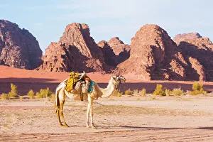 Heritage Site Prints: Camel in Wadi Rum, UNESCO World Heritage Site, Jordan, Middle East