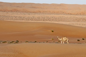 Orange Colour Prints: Camel, Wahiba Sands desert, Oman, Middle East