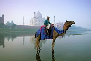 Images Dated 1st August 2008: Camel by the Yamuna River with the Taj Mahal behind