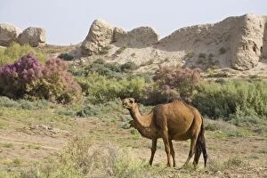 Camels, Ancient Merv, Mary, UNESCO World Heritage Site, Turkmenistan, Central Asia, Asia