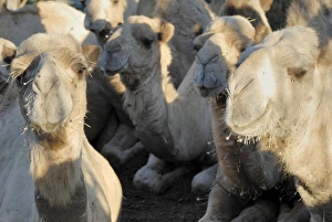 Thorn Prints: Camels appearing to have had acupuncture after eating acacia