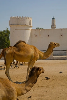 Qatar Prints: Camels in Camel Souq, Waqif Souq, Doha, Qatar, Middle East