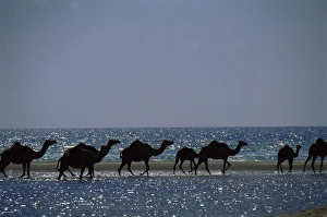 Oman Prints: Camels crossing coastal lagoon and Arabian Sea