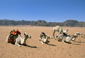 Camels in the desert