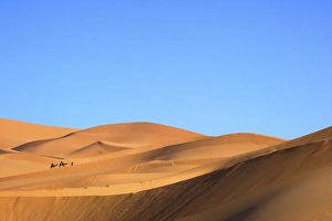 Camels Prints: Camels in desert landscape, Merzouga, Morocco, North Africa, Africa