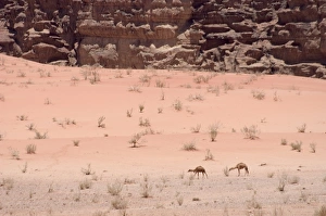 Wadi Rum Prints: Camels in desert scenery