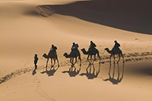 Dunes Prints: Camels in the dunes, Merzouga, Morocco, North Africa, Africa