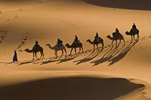 Images Dated 19th May 2008: Camels in the dunes, Merzouga, Morocco, North Africa, Africa