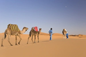 Erg Chebbi Prints: Camels, Erg Chebbi