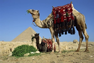 Saddle Prints: Camels at the Giza Pyramids, Giza, Cairo, Egypt, North Africa, Africa