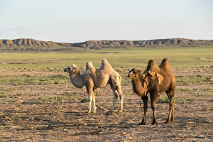 Mongolian Prints: Two camels in Gobi desert, Ulziit, Middle Gobi province, Mongolia, Central Asia, Asia