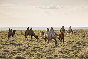 Mongolian Prints: Camels grazing, Ulziit, Middle Gobi province, Mongolia, Central Asia, Asia
