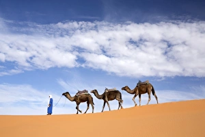 Erg Chebbi Prints: Camels being led over dunes of the Erg Chebbi sand sea