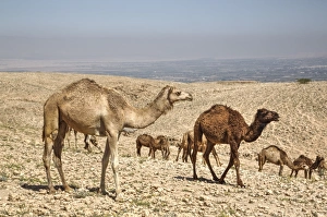Dromedary Prints: Camels near the Dead Sea, Jordan, Middle East