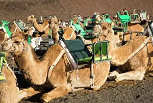 Camels in Parque Nacional de Timanfaya, Echadero de los Camellos, national park, Lanzarote, Canary Islands, Spain, Atlantic, Europe
