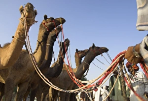 Camel Fair Prints: Camels at the Pushkar Mela