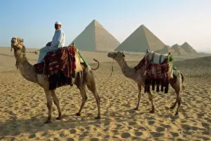 Pyramid Prints: Camels and rider at the Giza Pyramids, UNESCO World Heritage Site, Giza