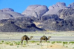 Images Dated 7th April 2010: Camels in the Sahara Desert, Tassili n Ajjer, Algeria, North Africa, Africa
