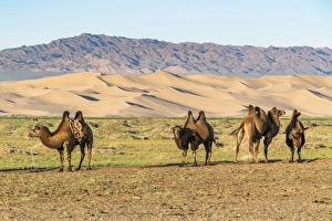 Mongolian Prints: Camels and sand dunes of Gobi desert in the background
