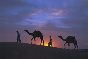 Jaisalmer Prints: Camels silhouetted against the sunset