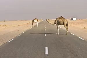 Images Dated 8th February 2008: Camels standing on the road between Nouadhibou and Nouakchott, Mauritania, Africa