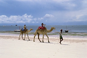 Camels for tourists
