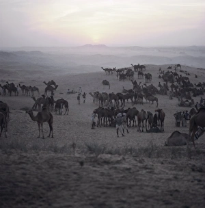 Haze Prints: Camels and traders