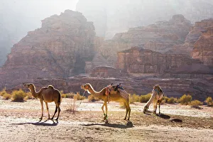 Heritage Site Prints: Camels in Wadi Rum, UNESCO World Heritage Site, Jordan, Middle East