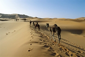 Merzouga Prints: Camels walking across desert