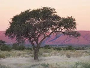 Acacia Erioloba Prints: Camelthorn tree against sandstone mountains lit by the last rays of light from the setting sun