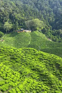 Camera Prints: Cameron Valley tea plantation, Cameron Highlands, Pahang, Malaysia