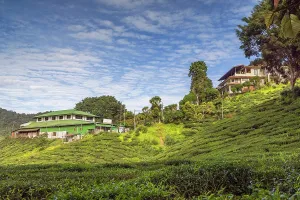 Organic Prints: Cameron Valley tea plantation, Cameron Highlands, Pahang, Malaysia