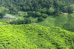 Organic Prints: Cameron Valley tea plantation, Cameron Highlands, Pahang, Malaysia