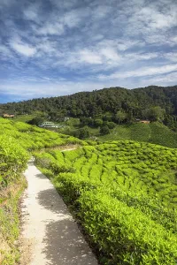 Farms Prints: Cameron Valley tea plantation, Cameron Highlands, Pahang, Malaysia