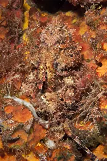 Camouflaged Prints: Very well camouflaged plumed scorpionfish (Scorpaena grandicornis)