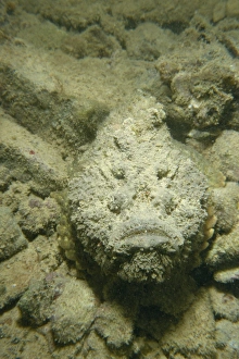 Sudan Prints: Camouflaged stonefish (Synanceia Verrucosa)