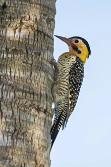 Woodpecker Prints: Campo flicker (Colaptes campestris), within Iguazu Falls National Park, Misiones