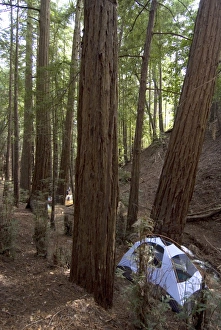 Redwood Prints: Campsite in the middle of the redwood forest