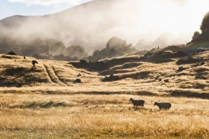 Beginnings Prints: Canaan Downs Scenic Reserve at sunrise