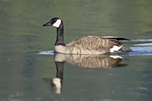 Images Dated 6th March 2009: Canada goose (Branta canadensis) swimming, Esquimalt Lagoon, Saanich, British Columbia