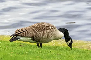 Feathered Prints: Canada goose foraging on grass by a lake